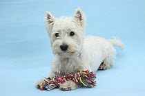 West Highland White Terrier against a blue background with a rag toy.
