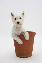 West Highland White Terrier in a plant pot.