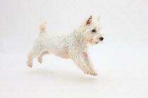 RF- West Highland White Terrier prancing. (This image may be licensed either as rights managed or royalty free.)