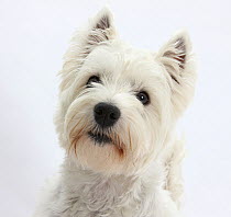 Portrait of a West Highland White Terrier.