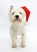 West Highland White Terrier wearing a Father Christmas hat.