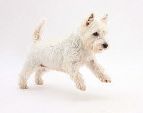 West Highland White Terrier leaping.