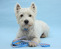 West Highland White Terrier with her lead, against a blue background.