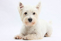 RF- West Highland White Terrier lying with head up. (This image may be licensed either as rights managed or royalty free.)