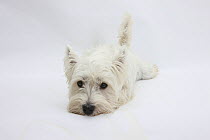 West Highland White Terrier lying stretched out with her chin on the floor.