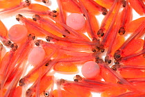 Pink salmon alevins (Oncorhynchus gorbuscha), newly hatched fish with yolk sacs attached. Alaska,