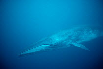 Bryde's whale (Balaenoptera edeni / Balaenoptera brydei). Sea of Cortez, Mexico