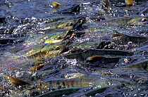 Chum salmon (Oncorhynchus keta) swimming upstream to spawn. Alaska, USA