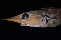 Grenadier / Rattail (Caelorinchus sp), a deep sea fish, preserved specimen. Scripps Institution of Oceanography, San Diego, California