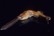 American paddlefish (Polyodon spathula), preserved specimen. Scripps Institution of Oceanography, San Diego, California