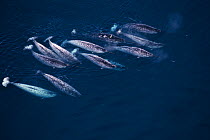 Group of Narwhals (Monodon monoceros) swimming near the surface, seen from the air. Pond Inlet, Canadian Arctic