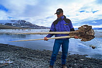 Man holding rare double-tusked Narwhal skull (Monodon monoceros). Arctic Bay, Canadian Arctic