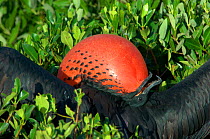 Male Magnificent frigate bird (Fregata magnificens) displaying with inflated throat pouch. Frigate Bird Sanctuary, Barbuda.  Taken during filming for BBC tv Series "Secrets of the Caribbean" October...