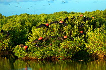 Several male Magnificent frigate birds (Fregata magnificens) displaying with inflated throat pouches, in colony on mangrove. Frigate Bird Sanctuary, Barbuda. Taken during filming for BBC tv Series "S...