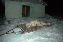 Dead Polar bear (Ursus maritimus) on sledge, shot by Inuit of Belcher Island for their annual polar bear quota. Picture taken during filming for BBC "Planet Earth" TV Series February 2006.