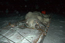Dead Polar Bear (Ursus maritimus) on sledge. Shot by Inuit of Belcher Island for their annual polar bear quota. Picture taken during filming for BBC "Planet Earth" TV Series February 2006.