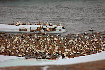 Eider (Somateria mollissima) flock roosting in a polynya, an ice hole kept open in the frozen sea by tidal currents. Belcher Islands, Hudson Bay, Canada. Picture taken during filming for the BBC "Pla...