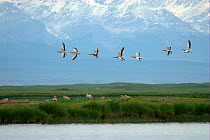 Bar-headed Geese (Anser indicus) in flight over Bayinbuluke Swan Lake Nature Reserve. Xinjiang, China. Picture taken during filming of BBC "Wild China" TV Series, June 2006.