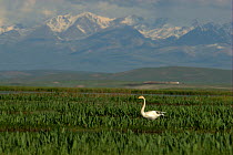 Whooper swan (Cygnus cygnus) in Bayinbuluke Swan Lake Nature Reserve. Xinjiang, China. Picture taken during filming of BBC "Wild China" TV Series, June 2006.