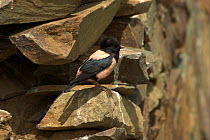 Rosy starling (Sturnus roseus) by nesting hole in stone wall, Western China. Picture taken during filming for BBC "Wild China" TV Series, June 2006.