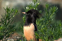 Rosy Starling (Sturnus roseus), Western China. Picture taken during filming for BBC "Wild China" TV Series, June 2006.