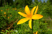 Yellow Lily (Lilium sp.) in mountain meadow, Mount Changbai National Park, North-east China. Picture taken during filming for BBC "Wild China" TV Series, July 2006.