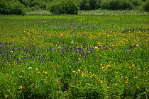 Mountain flower meadow, Mount Changbai National Park, North-east China. Picture taken during filming for BBC "Wild China" TV Series, July 2006.
