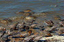 Shorebirds including Red knot (Calidris canutus rufa) feeding among spawning Atlantic Horseshoe Crabs (Limulus polyphemus). Mispillion Harbour Reserve, Delaware Bay, USA. Picture taken during filming...