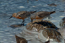 Red Knot (Calidris canutus rufa) feeding on the backs of Atlantic Horseshoe Crabs (Limulus polyphemus). Red knots' spring migration coincides with the spawning of the crabs. Mispillion Harbour Reserve...