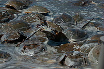 Atlantic horseshoe crabs (Limulus polyphemus) spawing. The water is foamy from large quantity of milt released. Mispillion Harbour, Delaware Bay, USA. Picture taken during filming for BBC "Life" TV Se...