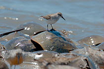 Semipalmated sandpiper (Calidris pusilla) standing on the back of spawning Atlantic horseshoe crabs (Limulus polyphemus). The Sandpipers feed on the Crabs' eggs. Mispillion Harbour, Delaware Bay, USA....