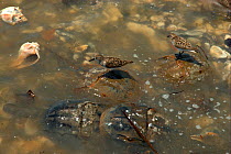 Semipalmated sandpipers (Calidris pusilla) standing on the backs of spawning Atlantic horseshoe Crabs (Limulus polyphemus). The Sandpipers feed on the crabs' eggs. Mispillion Harbour, Delaware Bay, US...
