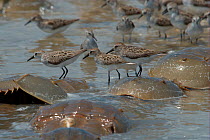 Semipalmated sandpipers (Calidris pusilla) standing on the backs of spawning Atlantic horseshoe Crabs (Limulus polyphemus). The Sandpipers feed on the crabs' eggs. Mispillion Harbour, Delaware Bay, US...