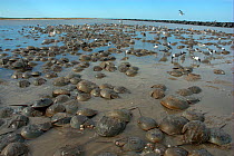 Mass spawning of Atlantic horseshoe crabs (Limulus polyphemus), Mispillion Harbour Reserve, Delaware Bay, USA. Picture taken during filming for BBC "Life" TV Series, May 2008