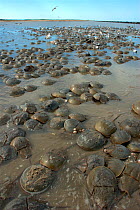 Mass spawning of Atlantic horseshoe crabs (Limulus polyphemus), Mispillion Harbour Reserve, Delaware Bay, USA. Picture taken during filming for BBC "Life" TV Series, May 2008