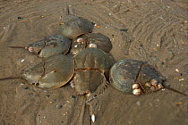 Male Atlantic horseshoe crabs (Limulus polyphemus) cluster around egg-laying female. Mispillion Harbour, Delaware Bay, USA. Picture taken during filming for BBC "Life" TV Series, May 2008
