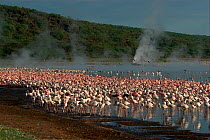 Lesser flamingos (Phoenicopterus minor) gathered around steaming hot spring. Lake Bogoria, Kenya. Picture taken during filming for BBC "Life" TV Series, May 2008