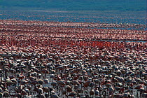 Lesser flamingos (Phoenicopterus minor) courtship dance in middle of huge flock. Lake Bogoria, Kenya. Picture taken during filming for BBC "Life" TV Series, May 2008