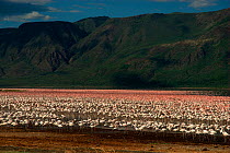 Lesser flamingos (Phoenicopterus minor), Lake Bogoria, Kenya. Picture taken during filming for BBC "Life" TV Series, May 2008