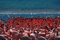 Lesser flamingos (Phoenicopterus minor) courtship dance. Lake Bogoria, Kenya. Picture taken during filming for BBC "Life" TV Series, May 2008.
