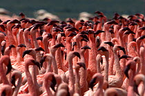 Lesser flamingos (Phoenicopterus minor) courtship dance. Lake Bogoria, Kenya. Picture taken during filming for BBC "Life" TV Series, May 2008
