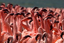 Lesser flamingos (Phoenicopterus minor) courtship dance. Lake Bogoria, Kenya. Picture taken during filming for BBC "Life" TV Series, May 2008 Not available for ringtone/wallpaper use.