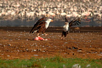 African fish eagles (Haliaeetus vocifer) squabbling over carcass of Lesser flamingo (Phoenicopterus minor). Lake Bogoria, Kenya. Picture taken during filming for BBC "Life" TV Series, May 2008