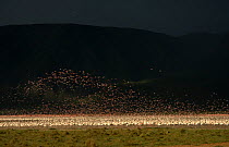 Lesser flamingos (Phoenicopterus minor) with approaching storm. Lake Bogoria, Kenya. Picture taken during filming for BBC "Life" TV Series, May 2008