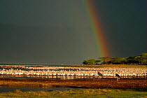 Lesser flamingos (Phoenicopterus minor) and Marabou storks (Leptoptilos crumeniferus) with rainbow from approaching storm. Lake Bogoria, Kenya. Picture taken during filming for BBC "Life" TV Series, M...