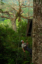 Canopy access specialist James Aldred climbing to hide for filming of Harpy eagle (Harpia harpyja) nest with young bird in background. Darien, Panama. Picture taken during filming for BBC "Planet Eart...