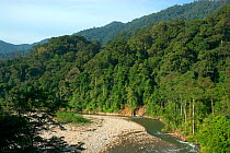 View across tropical rainforest, Ketambe Research Station, Gunung Leuser National Park, Sumatra, Indonesia. Picture taken during filming trip for BBC "Life" Series, August 2007