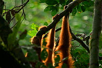 Sumatran orangutan (Pongo abelii) hands and feet in tropical rainforest. Ketambe Research Station, Gunung Leuser National Park, Sumatra, Indonesia. Picture taken during filming for BBC "Life" TV Serie...