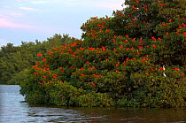 Scarlet ibis (Eudocimus ruber) roosting in Caroni Swamp, Trinidad. Picture taken during filming for BBC "Secrets of the Caribbean" TV Series, January 2006