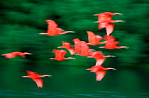 Scarlet ibis (Eudocimus ruber) in flight, Caroni Swamp, Trinidad. Picture taken during filming for BBC "Secrets of the Caribbean" TV Series, January 2006